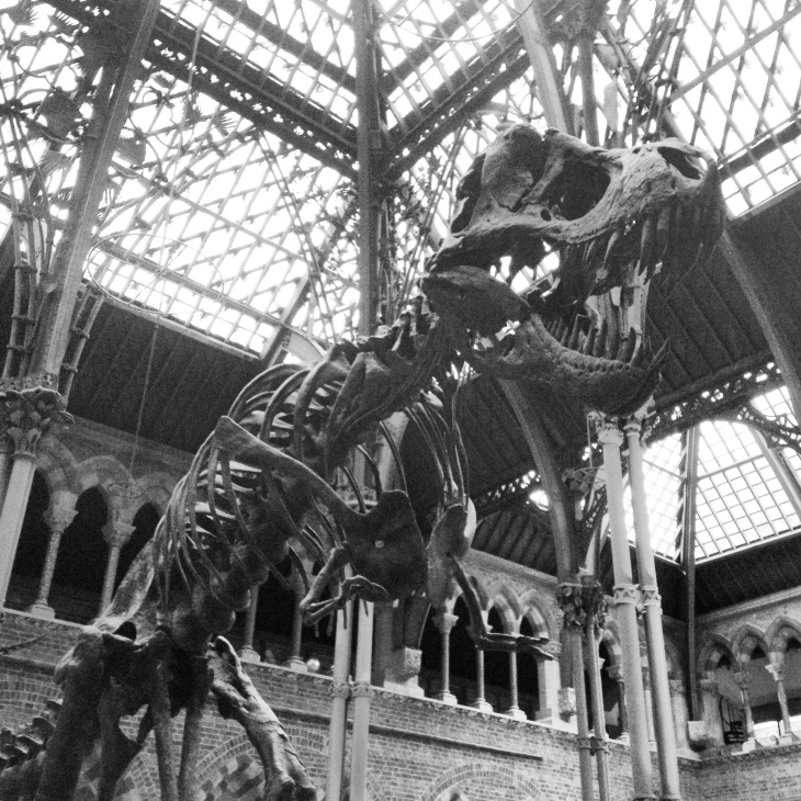 Big T-Rex at Oxford Museum